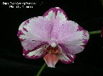 Dtps.Ever Spring Princes-1